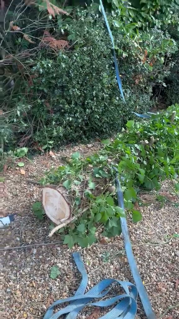 Garden clearance in progress with cut-back shrubs