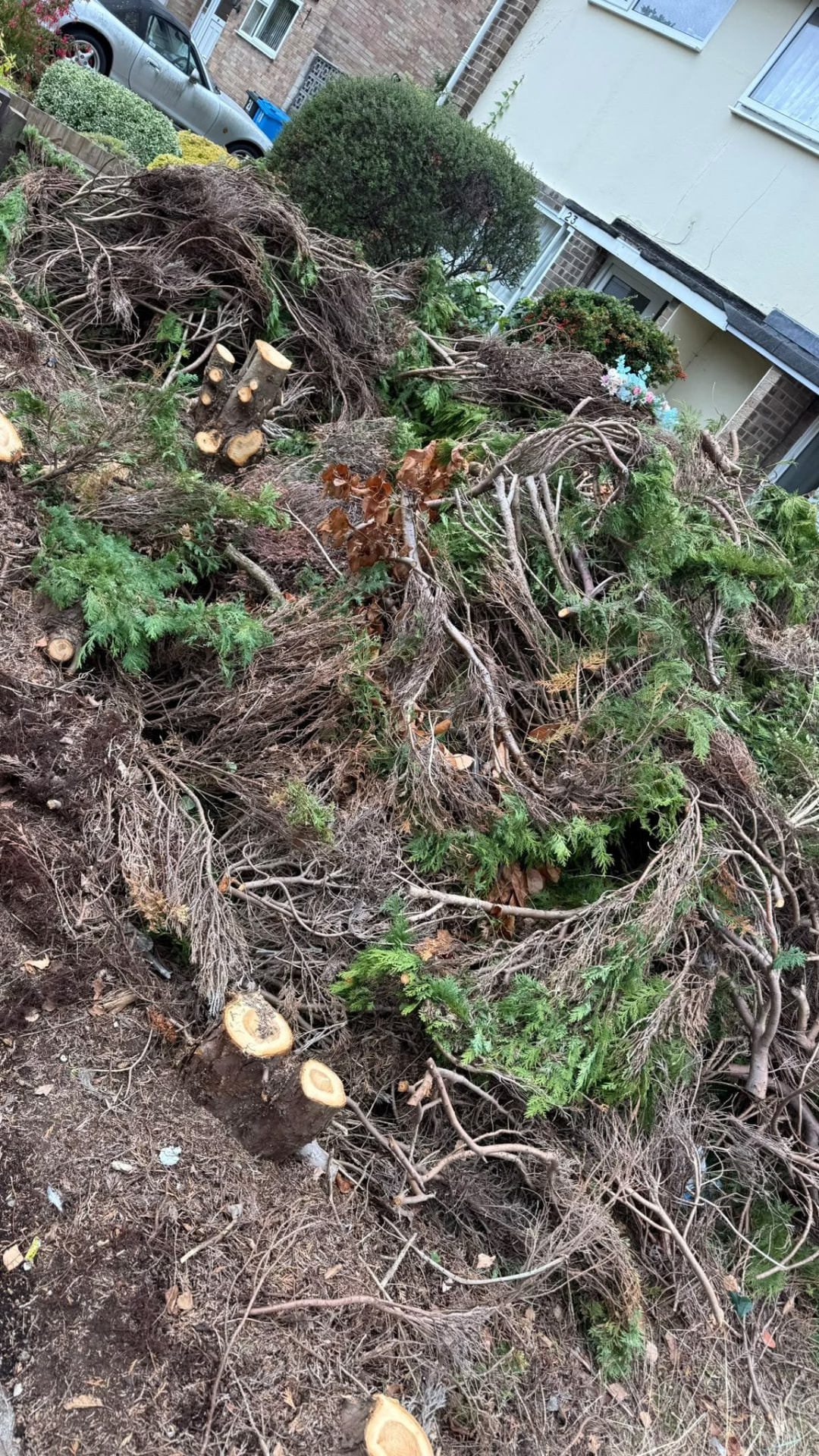 Large pile of cut branches and shrubs before a garden clearance in Wimborne, Dorset