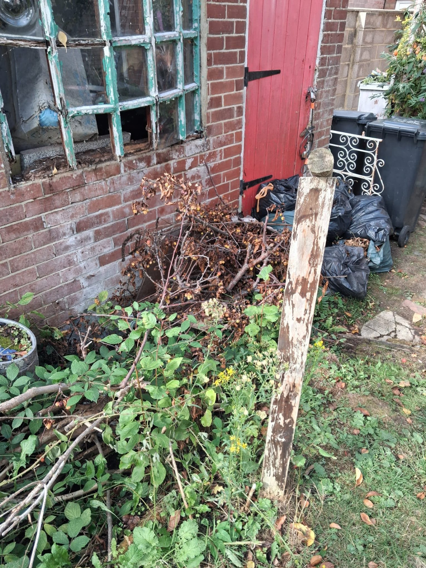 Overgrown garden debris and black bags beside a red shed door before garden clearance in Wimborne, Dorset