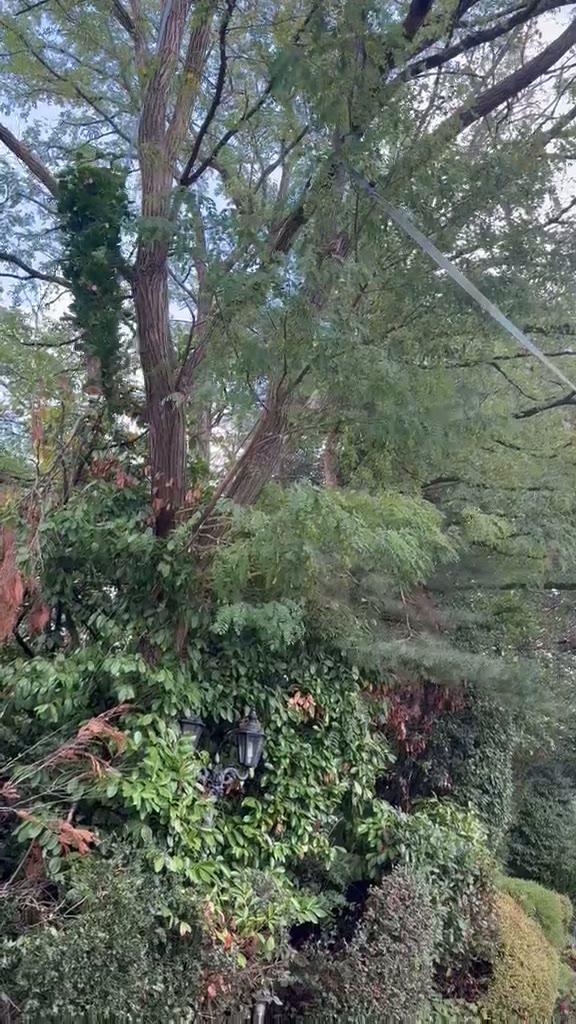 Overgrown hedges and shrubs ahead of a garden clearance